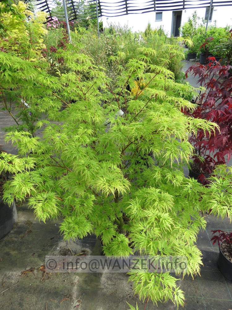 Acer palmatum Seiryu - Austrieb01.JPG